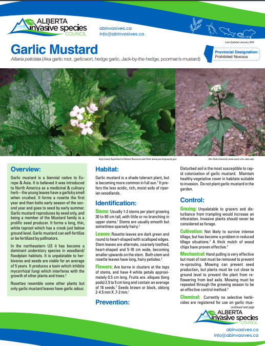 Garlic mustard AISC fact sheet