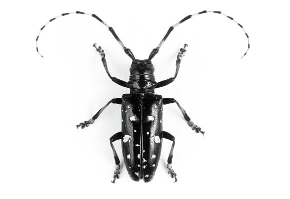 Asian longhorned beetle