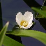 Water Soldier