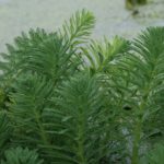 eurasian watermilfoil