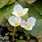 European Frogbit