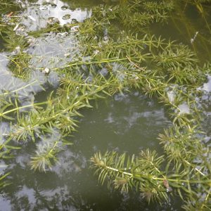 Hydrilla