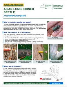 Asian longhorned beetle NY state fact sheet