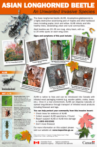 Asian longhorned beetle Unwanted Fact Sheet