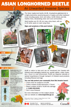 Asian Longhorned Beetle – Profile | Invasive Species Centre
