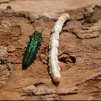 emerald ash borer insect and larvae