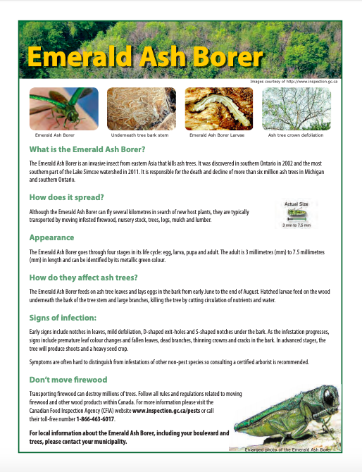 Emerald ash Borer fact sheet ISRCA