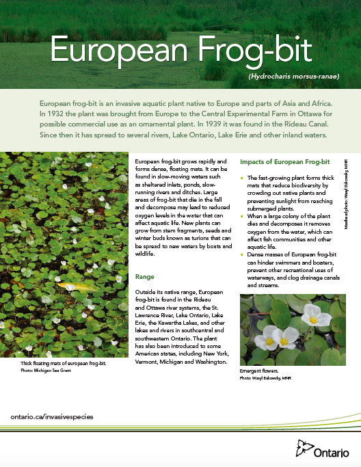 European Frog bit Ontario Fact Sheet