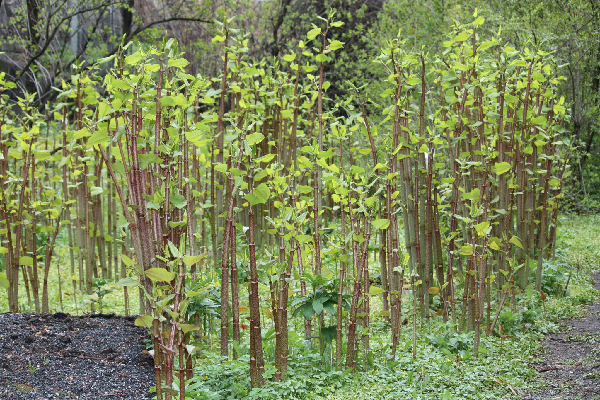 Japanese Knotweed Profile And Resources Invasive Species Centre