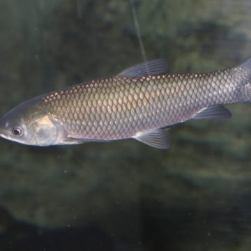 Asian carp swimming in Toronto Zoo Exhibit