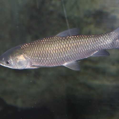 Asian carp swimming in Toronto Zoo Exhibit