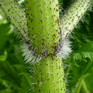 Giant Hogweed Stem