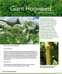 Giant Hogweed Fact sheet Ontario