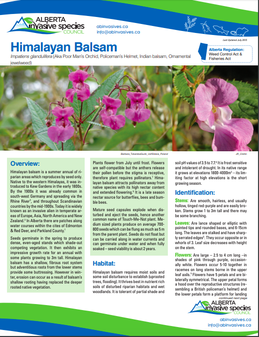 Himalayan Balsam Fact sheet AISC