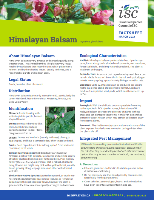 Himalayan Balsam Fact Sheet BCISC