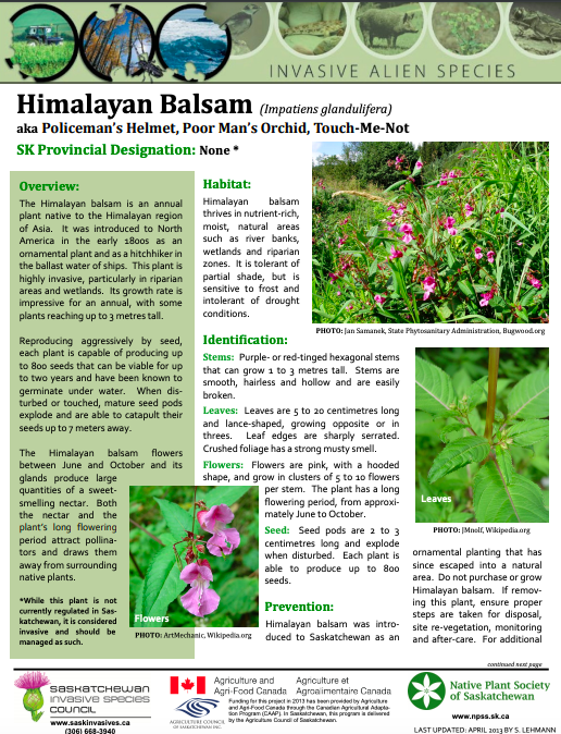 Himalayan Balsam Fact Sheet SaskInvasives