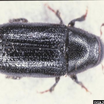 Southern Pine Beetle