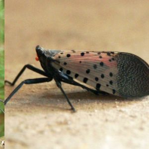 Spotted Lanternfly