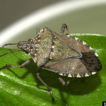Brown marmorated Stink Bug