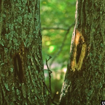 Butternut Canker