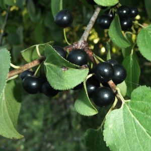 European Buckthorn