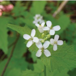 Garlic Mustard