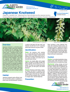 Japanese Knotweed Fact Sheet AISC