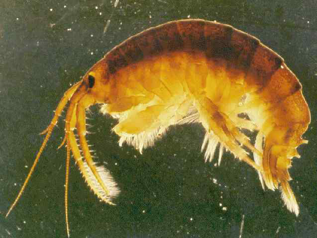 Killer Shrimp – Profile and Resources | Invasive Species Centre