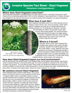 Giant Hogweed Fact Sheet NVCA