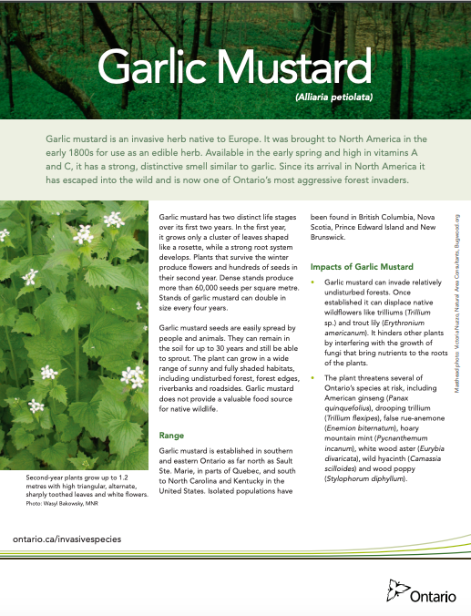 Garlic mustard ontario fact sheet