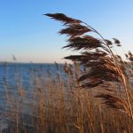 Phragmites stem