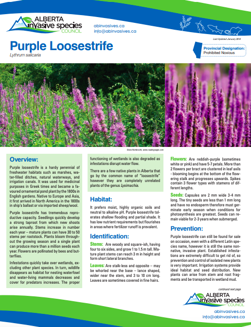 Purple Loosestrife AISC fact sheet