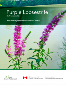 Purple loosestrife best management practices
