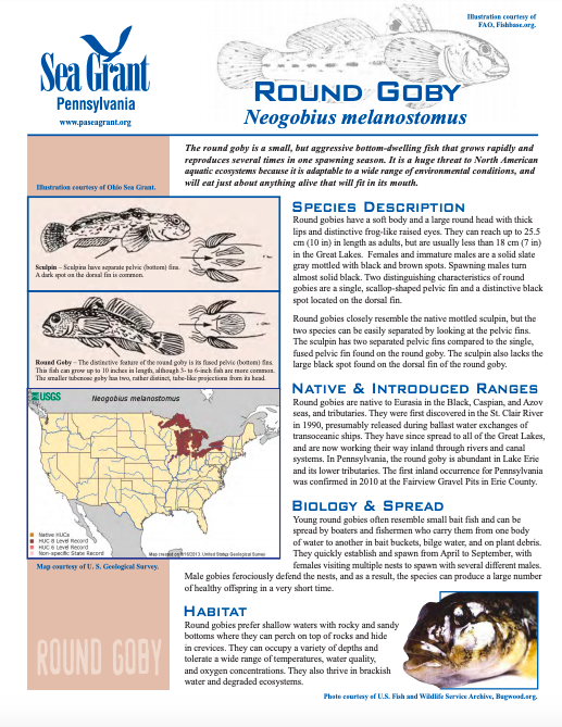 Round Goby Fact sheet Sea Grant