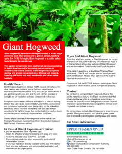 Giant Hogweed fact sheet Upper Thames