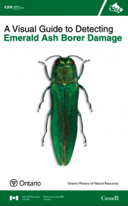 Visual Guide to detecting Emerald ash borer damage