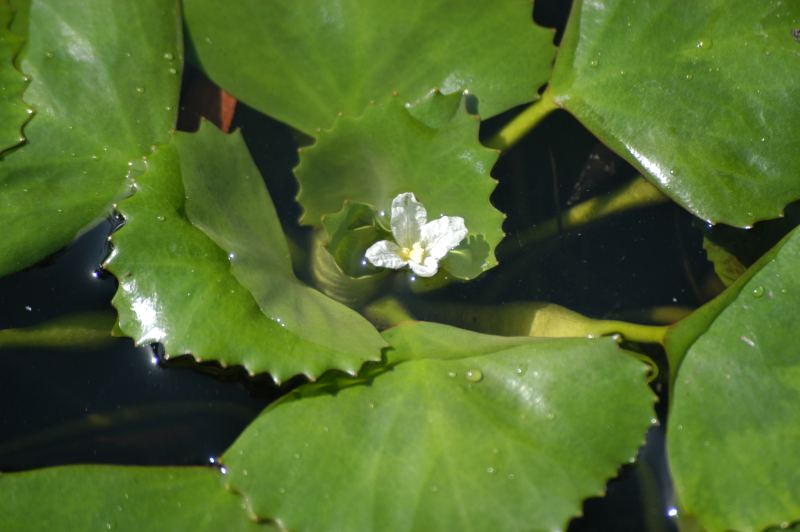 water chestnut