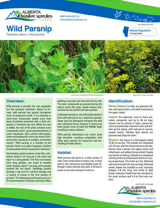 Wild Parsnip AISC Fact Sheet