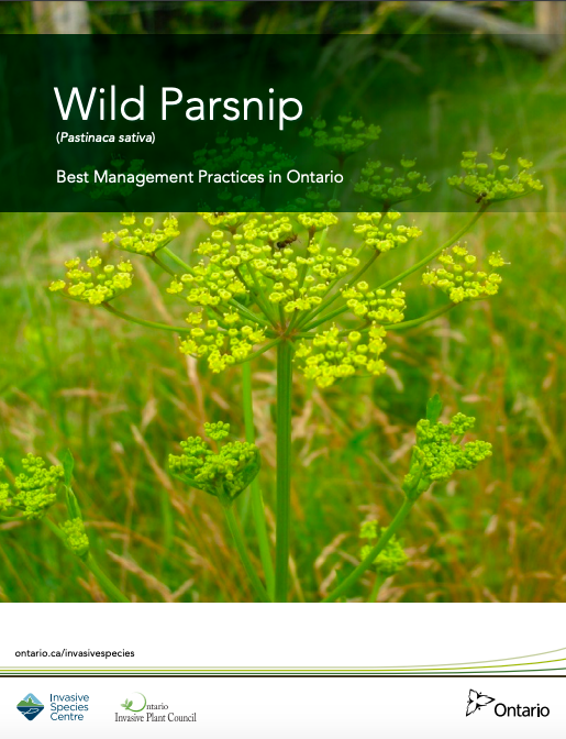 Wild parsnip Best management practice