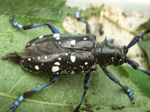 Asian longhorned beetle