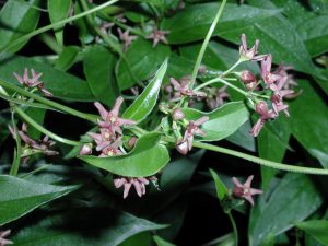 Dog strangling vine leaves