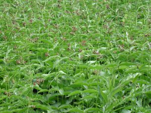 Dog strangling vine spread