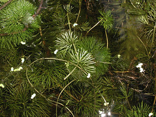 fanwort stems