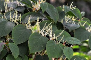 Japanese Knotweed leaves