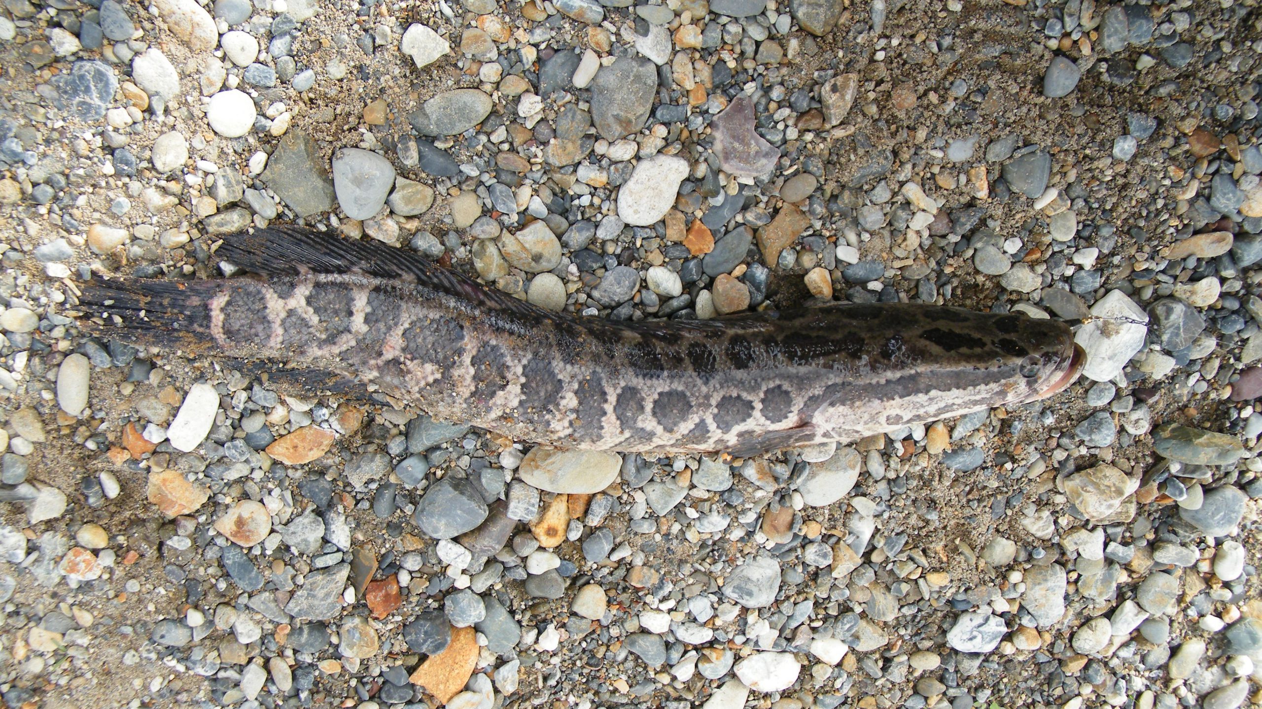 northern snakehead