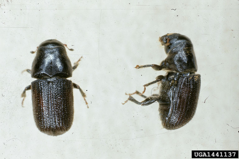 Mountain Pine beetle