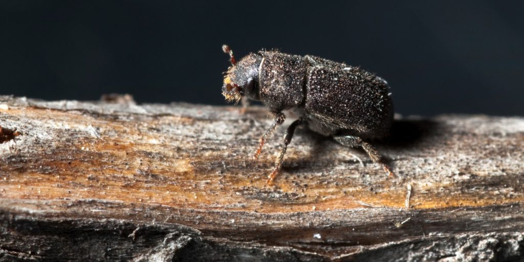 Mountain pine beetle