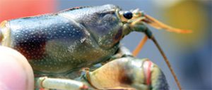 Rusty crayfish side profile