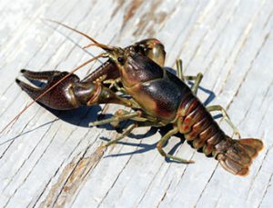 Rusty Crayfish is similar to native species