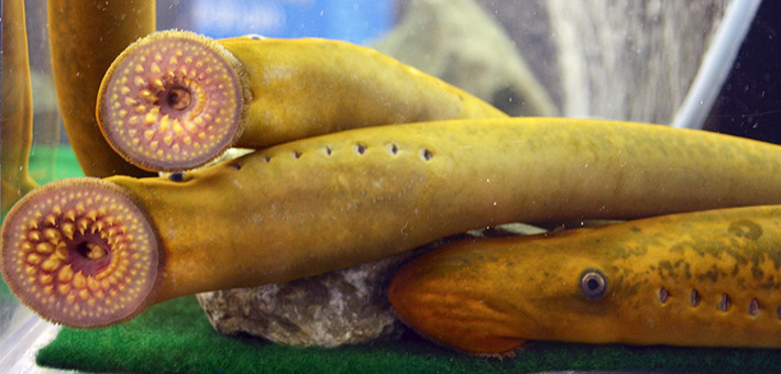 Sea lamprey tank